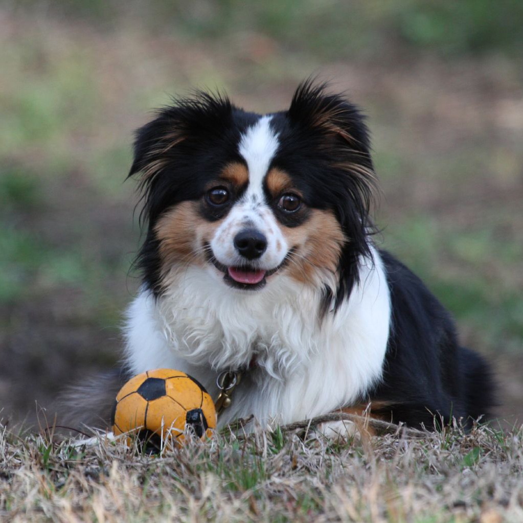 16AustralianShepherd19.jpg