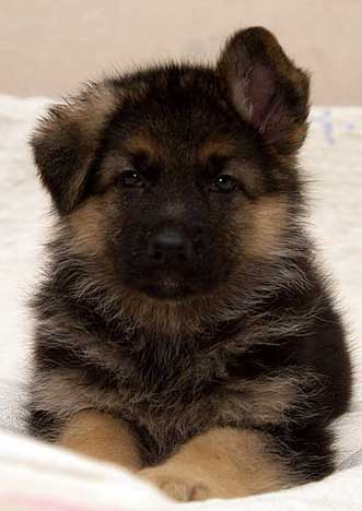 how much do german shepherds cost