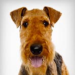 airedale-terrier_01_sm