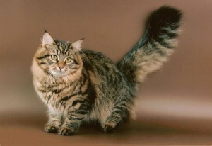 кошка