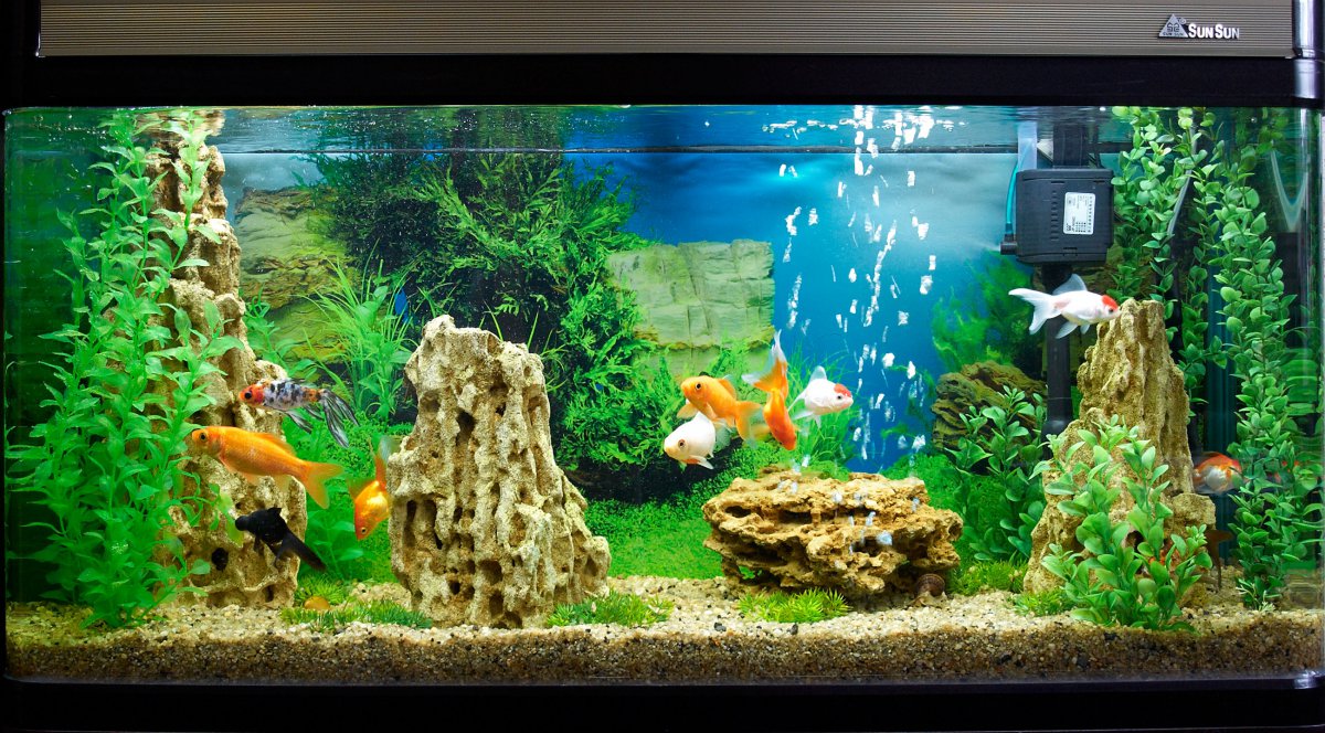Чистый аквариум или как ухаживать за рыбками