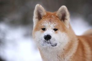 akita