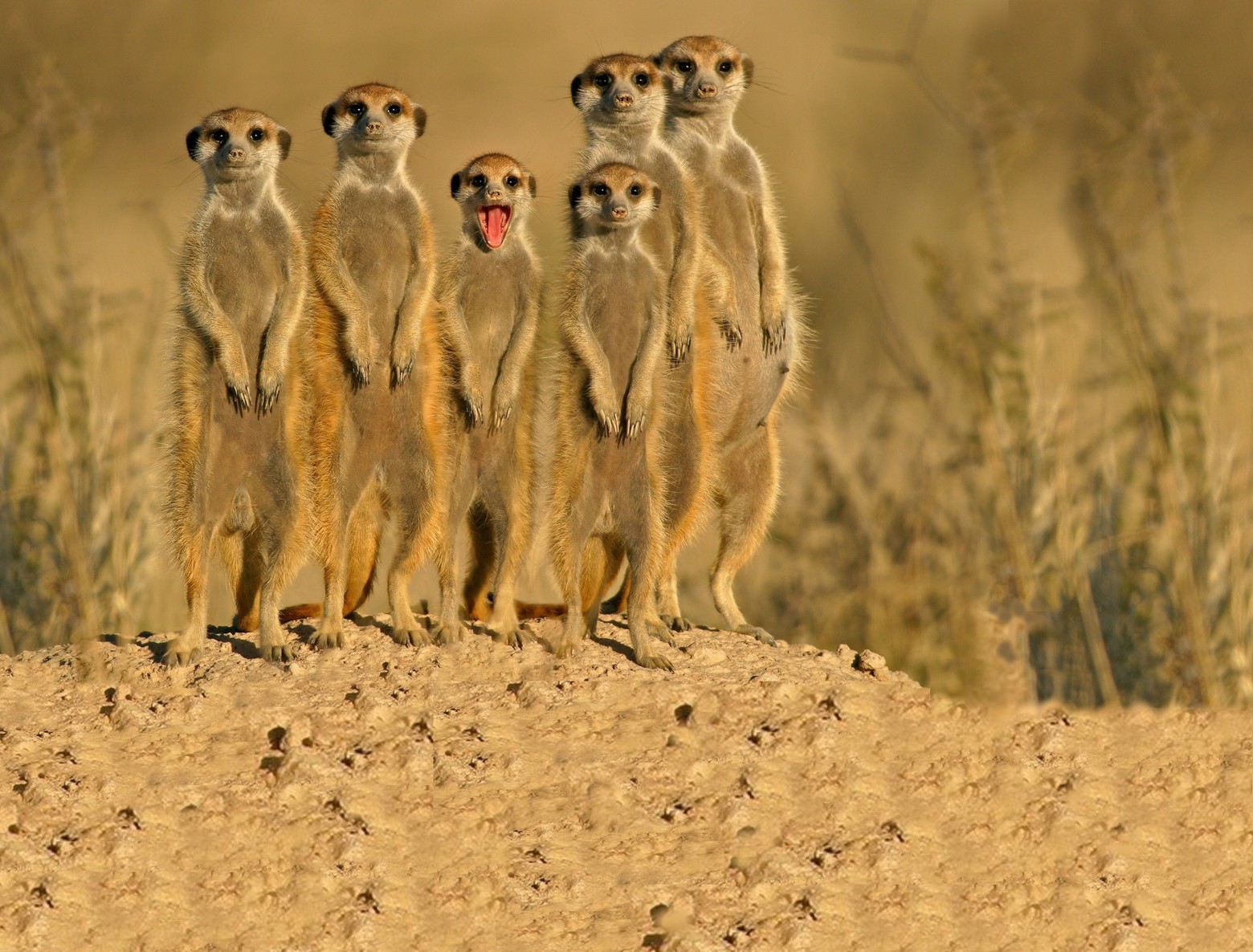 Зооферма, домашняя передержка животных, зоогостиница, гостиница для ...