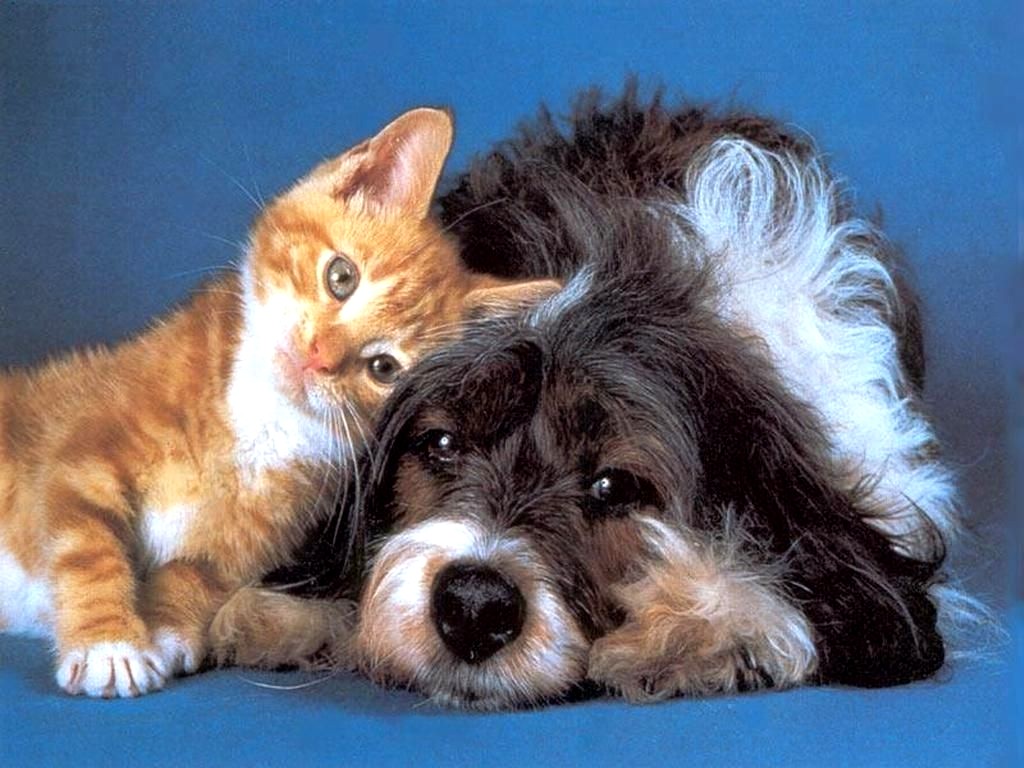 Картинки кошек и собак