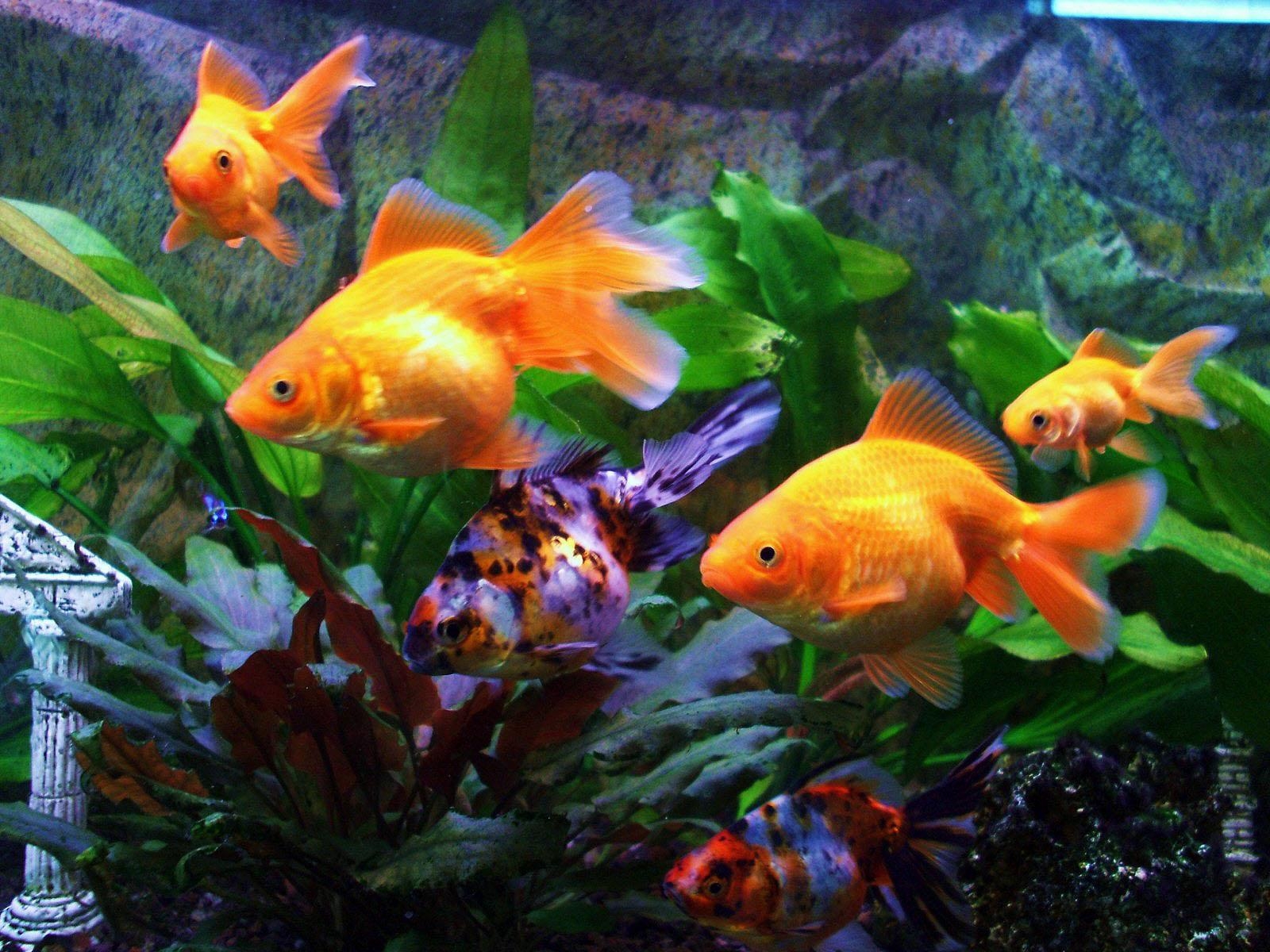 Где купить живую рыбку. Рыбы в аквариуме. Рыбки для аквариума. Золотая рыбка. Золотая рыбка в аквариуме.