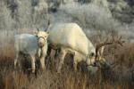 Белые северные олени: бык и важенка