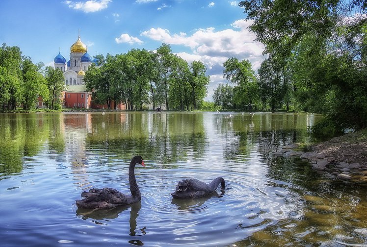 Николо-угрешский монастырь, лебеди в пруду