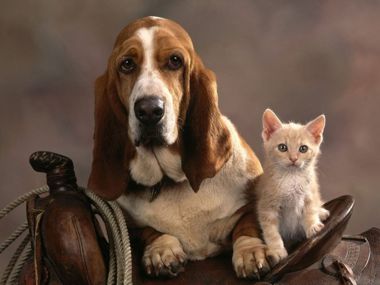 Передержка животных в домашних условиях собак и кошек