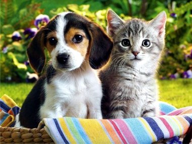 Передержка животных: собак и кошек