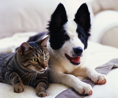 Пёс и кот