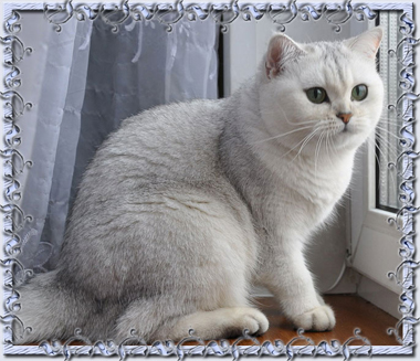 Роды у британских кошек серебристых шиншилл